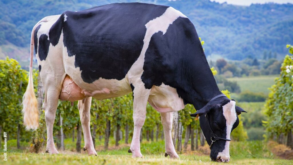 Pau Expo ÉLEVAGE : 1er concours inter-régional Prim’Holstein les 16, 17 et 18 septembre 2022