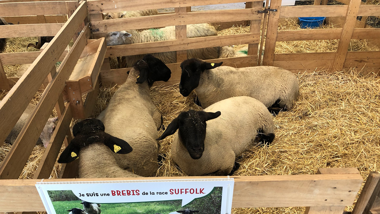 Foire de Pau 2023 : La ferme 64