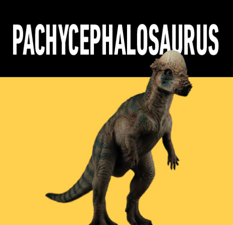 12 pachyphalosaurus