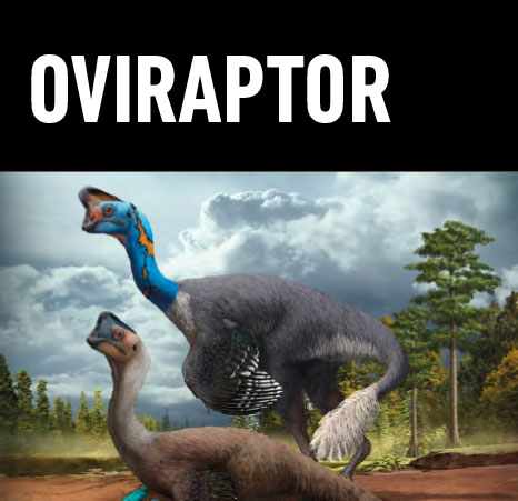 14 oviraptor
